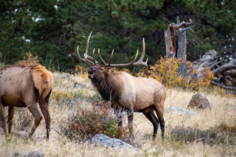CPW to the rescue: Elk tangles antlers in wire