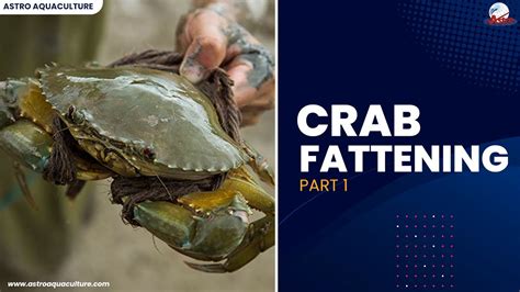Crab culture and crab fattening - CMFRI Digital Repository - muktibox.com