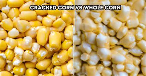 Cracked Corn vs Whole Corn for Chickens - What I Prefer! - raincitystudios.com