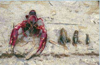 Crawfish biology - The Fish Site - muktibox.com