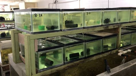 CRAYFISH BREEDING TANK SETUP - muktibox.com