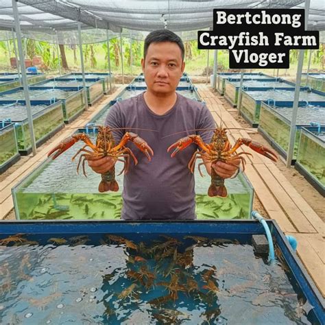 Crayfish Production Philippines | Step-by-Step Guide sa Crayfish ... - muktibox.com