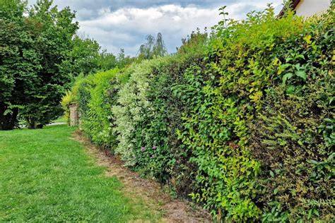 Create a Living Fence with Shrubs - MyGardenLife - raincitystudios.com