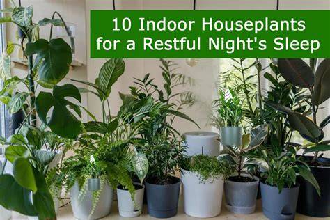 Create Your Indoor Oasis: 5 Air-Purifying Plants for Restful Sleep ... - raincitystudios.com