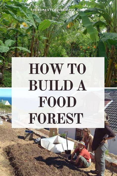 Creating a Food Forest: Step-by-Step Guide - raincitystudios.com