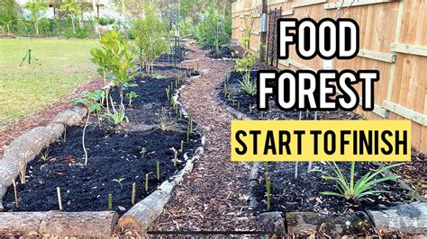 Creating a Food Forest – A Step by Step Guide - raincitystudios.com
