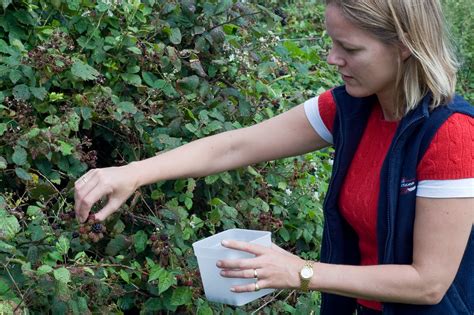 Creating A Food Forest Style Edible Hedge - The Survival Gardener - raincitystudios.com