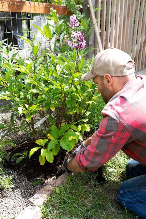 Creating a Lilac Hedge (+ a tip for using landscape fabric) - raincitystudios.com