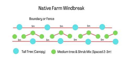 Creating a Native Country Windbreak - Speciality Trees - raincitystudios.com