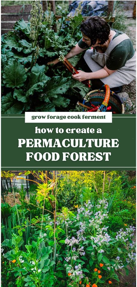 Creating a Permaculture Food Forest: Step-by-Step Guide - raincitystudios.com