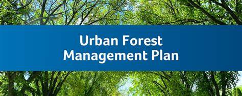 Creating an urban forest management plan for your community - raincitystudios.com