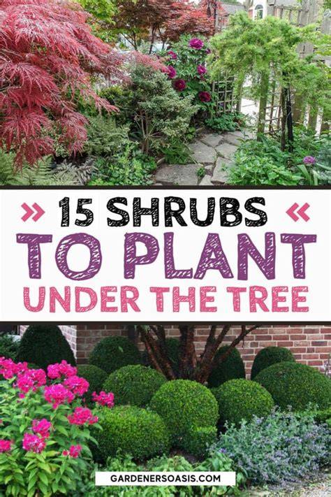 Creating Shade with Ecoscaping Trees and Shrubs - Live to Plant - raincitystudios.com