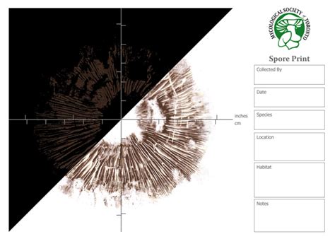 Creating Spore Prints for Species Identification - muktibox.com
