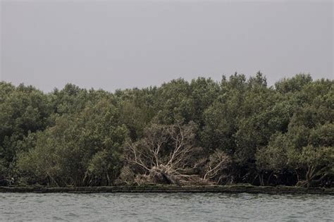 Creation of coastal greenbelt zones sought to protect … - raincitystudios.com