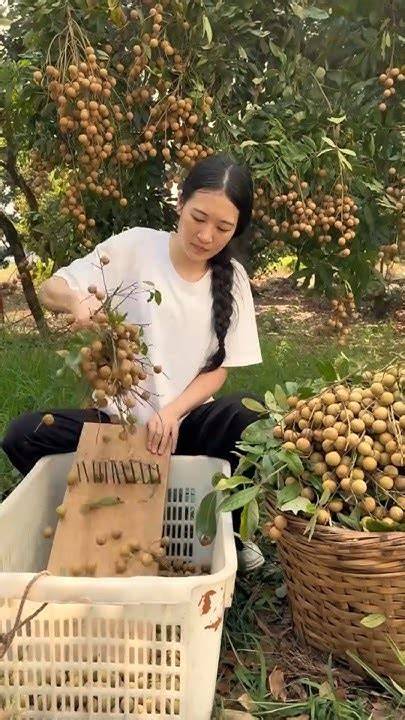 Creative Tool to Separate Longan Fruits from Branches satisfying ... - raincitystudios.com