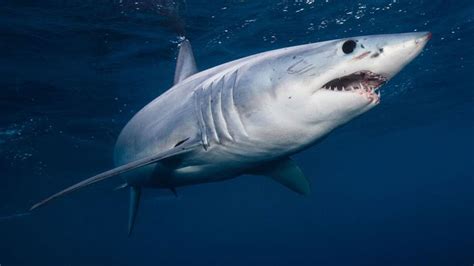 CREATURE FEATURE: Shortfin Mako The Shark Trust