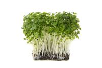 CRESS definition in the Cambridge English Dictionary