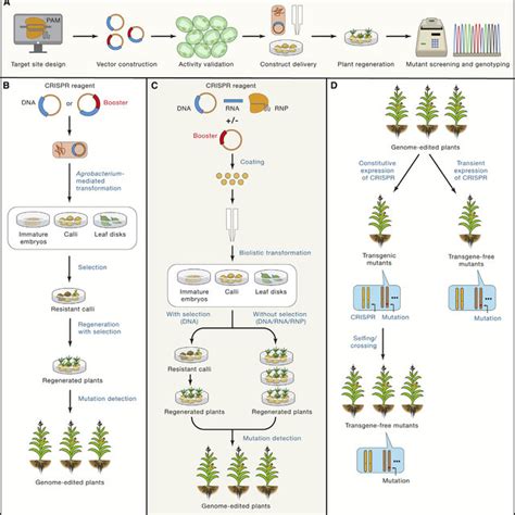 CRISPR/Cas Genome Editing and Precision Plant Breeding in ... - PubMed - muktibox.com