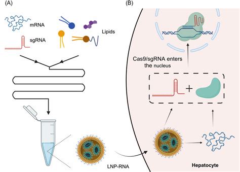 CRISPR/Cas9-mediated in vivo gene targeting corrects ... - PubMed