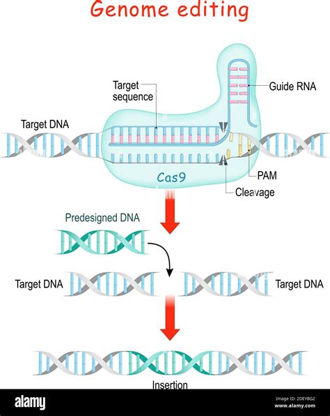 CRISPR and Genome Editing - Technology Networks - muktibox.com