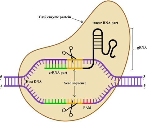 CRISPR Cas9 Proteins & Gene Editing - MilliporeSigma - muktibox.com