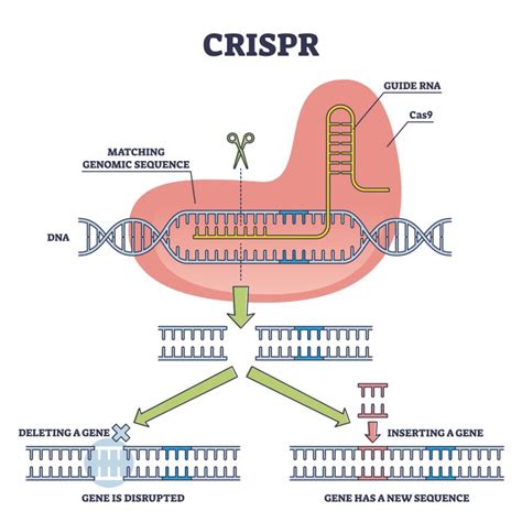 Crispr Gene Editing Dna Lab - muktibox.com