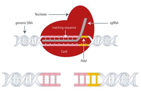 CRISPRCAS9 System: A Breakthrough in Genome Editing