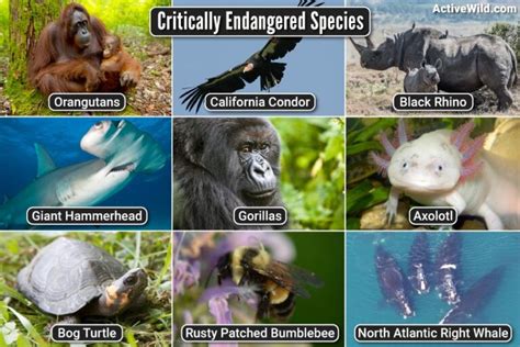 Critically Endangered Species Examples - wintechmobiles.com