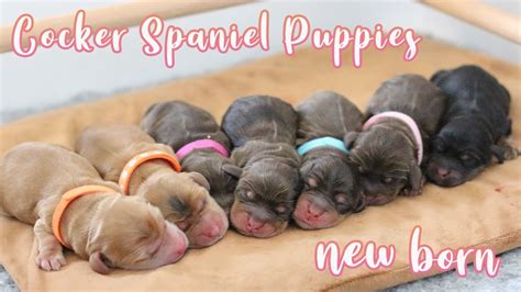 CROCKER: Born in New