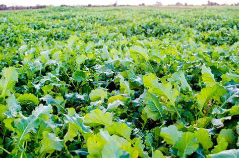 Crop choice for livestock grazing brassica and forage crops - raincitystudios.com
