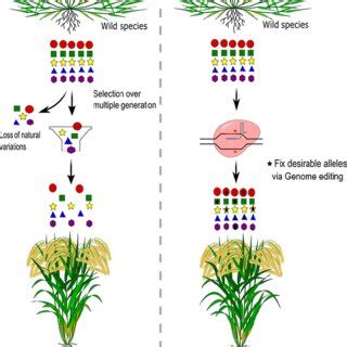 Crop Domestication: Past, Present and Future | Plant and Cell ... - wintechmobiles.com