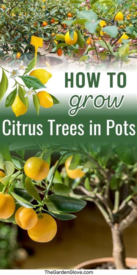Crop Guide: Growing Citrus Trees - Haifa Group - raincitystudios.com