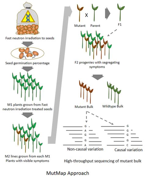 Crop Improvement Through Induced Genetic Diversity and Mutation ... - muktibox.com
