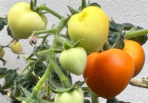 Crops absorb pharmaceuticals in leaves, not edible parts - raincitystudios.com