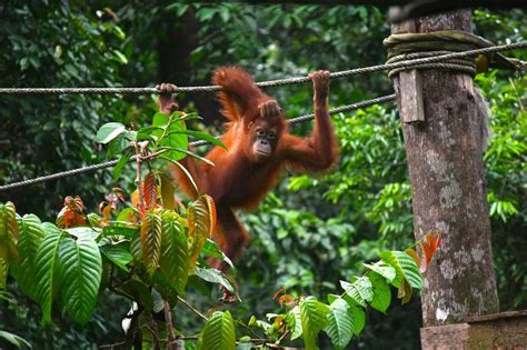 Cross Borneo And Orangutan Adventure I - raincitystudios.com