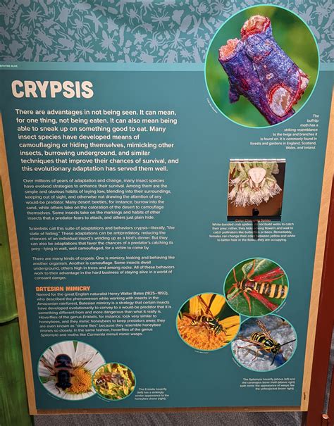 Crypsis - muktibox.com