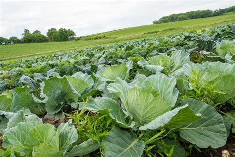 CSA Farm in Waukesha WI The Farmers of Gwenyn …