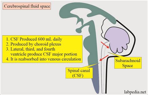 CSF ANALYSIS CSF Formation Cerebrospinal fluid CSF is