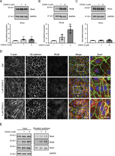 CSN5 inhibition triggers inflammatory signaling and …