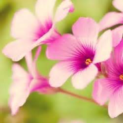 CSS'te Transform zinzinzibidi.