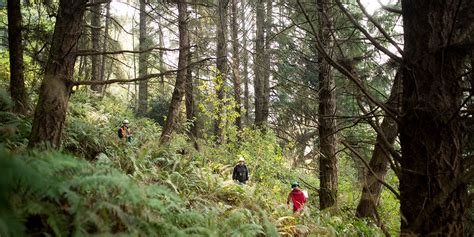 CTE > Forestry - Redwoods