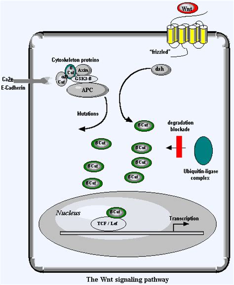 CTNNB1 (Catenin, beta-1)