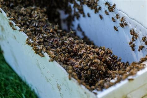 CU Boulder rehomes 80-year-old beehives found in Old Main