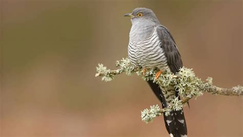 Cuckoo clocks through the ages | Cuckoo-Palace - wintechmobiles.com