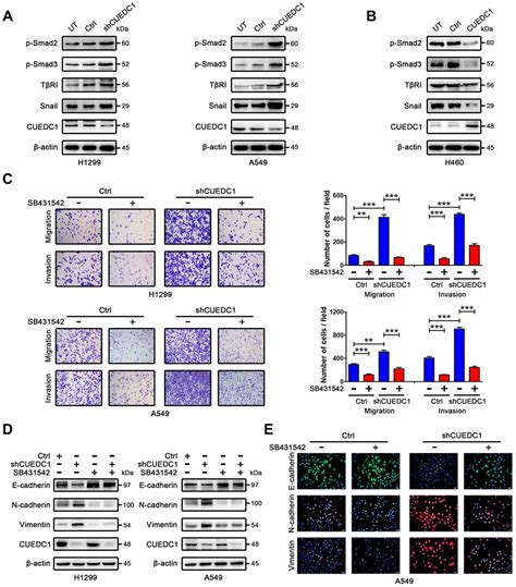 CUEDC1 antibody Immunohistochemistry, Western, ELISA …