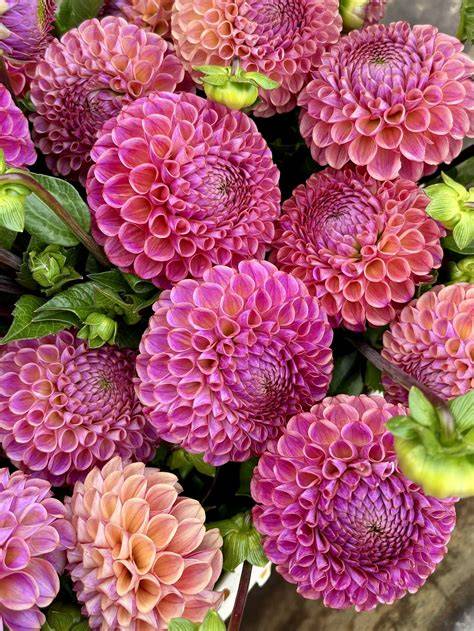 Cultivate — Forever Green Flower Company - raincitystudios.com