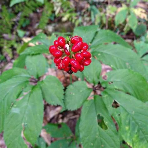 Cultivate Your Garden of Love with Aphrodisiac Plants - raincitystudios.com