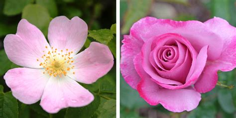 Cultivating for color: The hidden trade-offs between garden aesthetics ... - raincitystudios.com