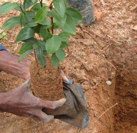 Cultivation and agricultural practices of Cinnamon - ScienceDirect - raincitystudios.com