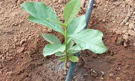 Cultivation Method – Mother BioTech - raincitystudios.com